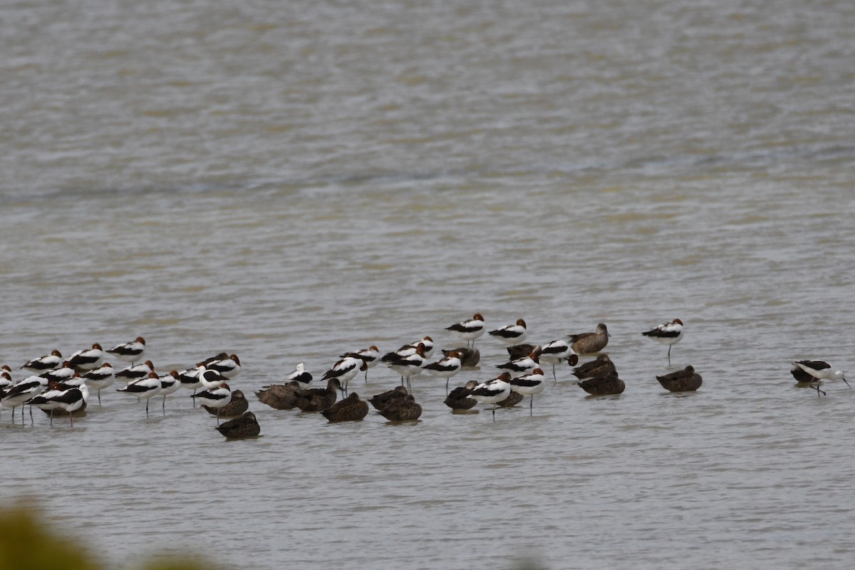 Red-necked Avocet - ML628227477