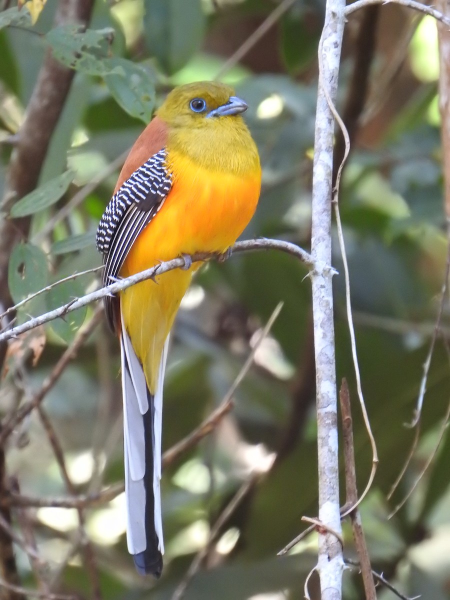 Orangebauchtrogon - ML628227512