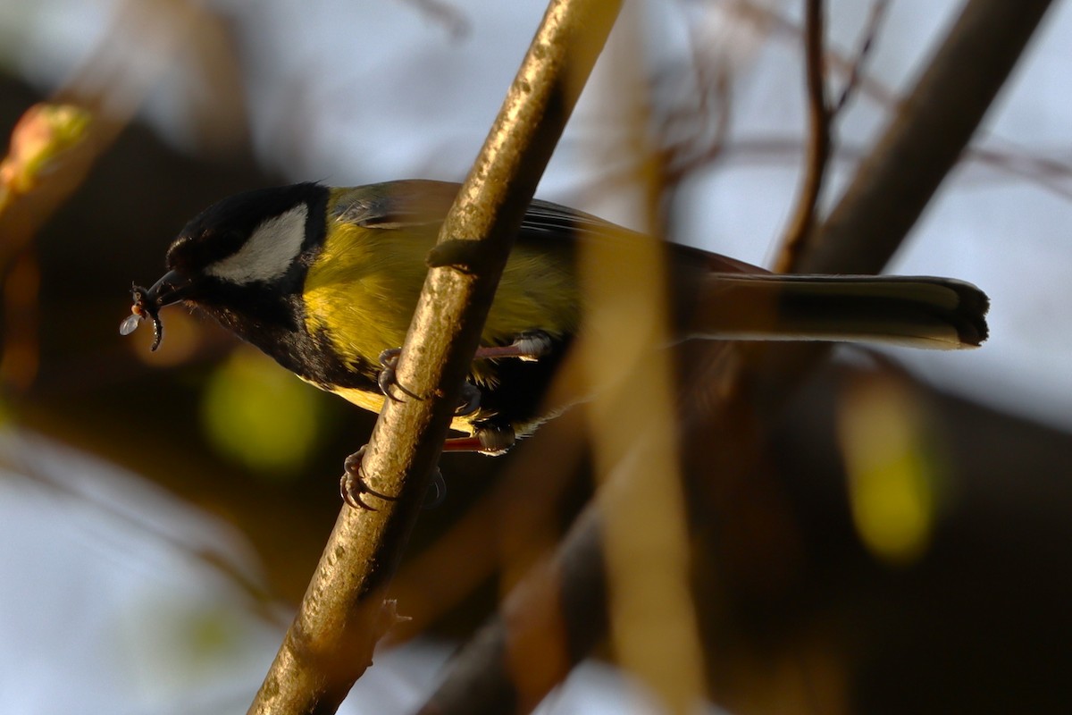 Great Tit - ML628227528