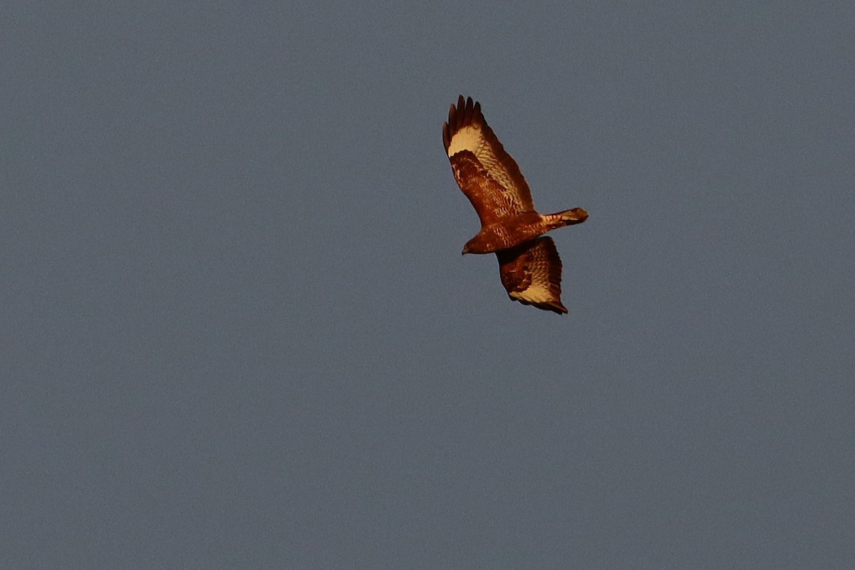 Common Buzzard - ML628227547