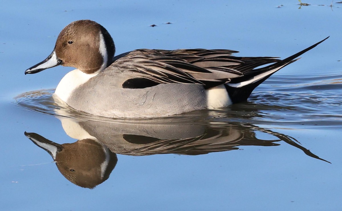 Northern Pintail - ML628227548