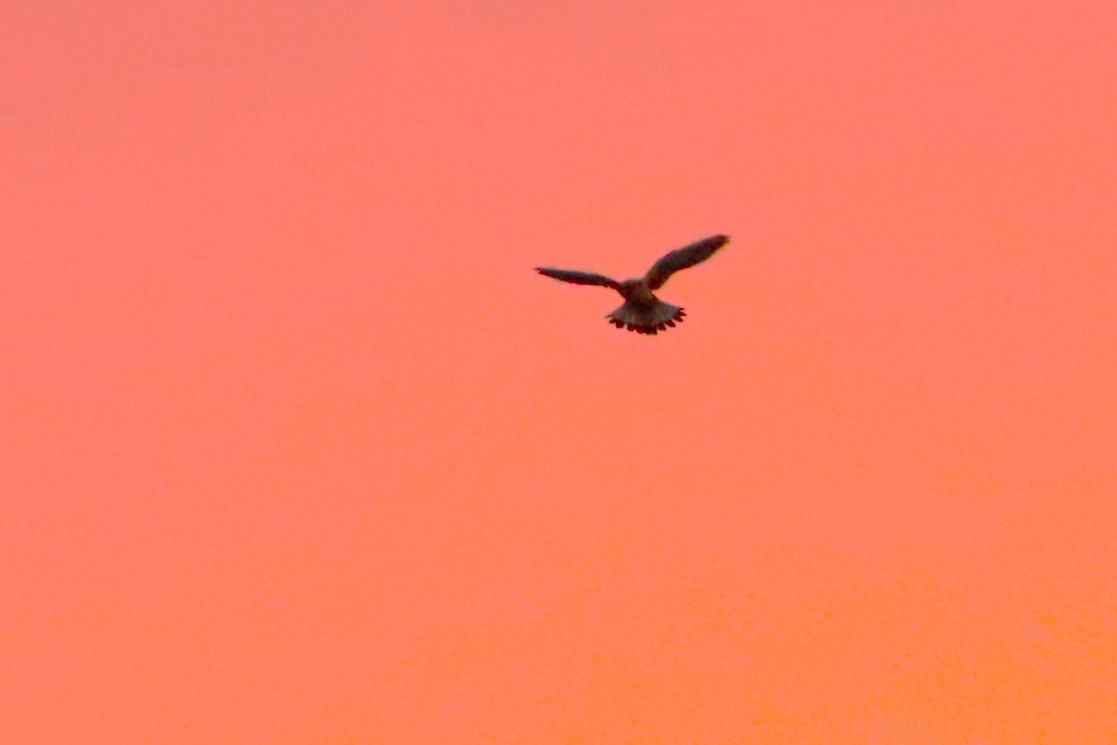 Eurasian Kestrel - ML628227551