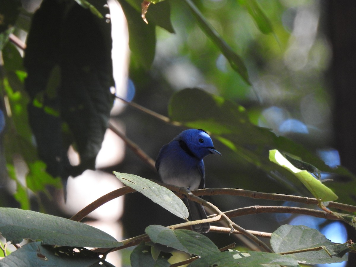 Black-naped Monarch - ML628227578