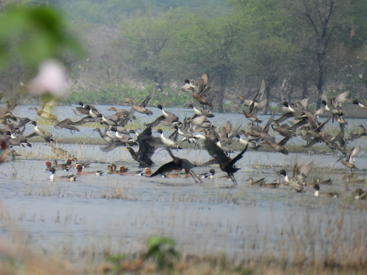 Northern Pintail - ML628227630