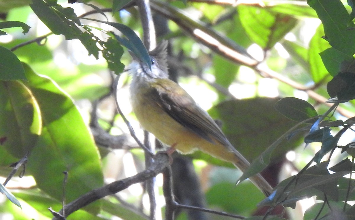 Puff-throated Bulbul - ML628227636