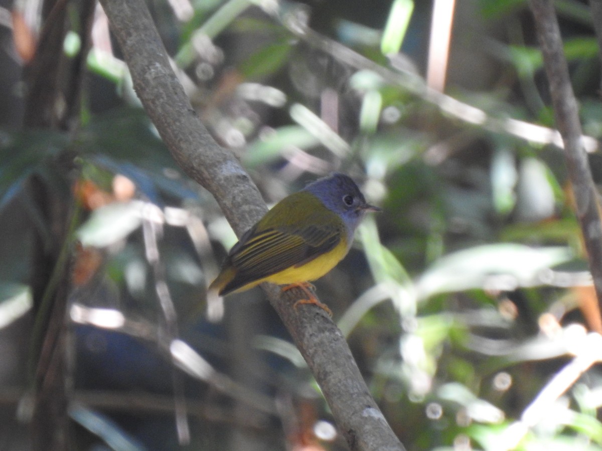 Gray-headed Canary-Flycatcher - ML628227641