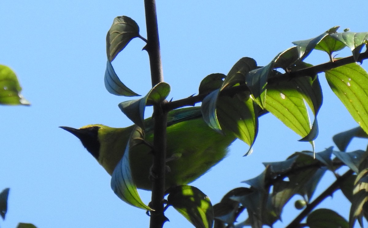 Blue-winged Leafbird - ML628227687