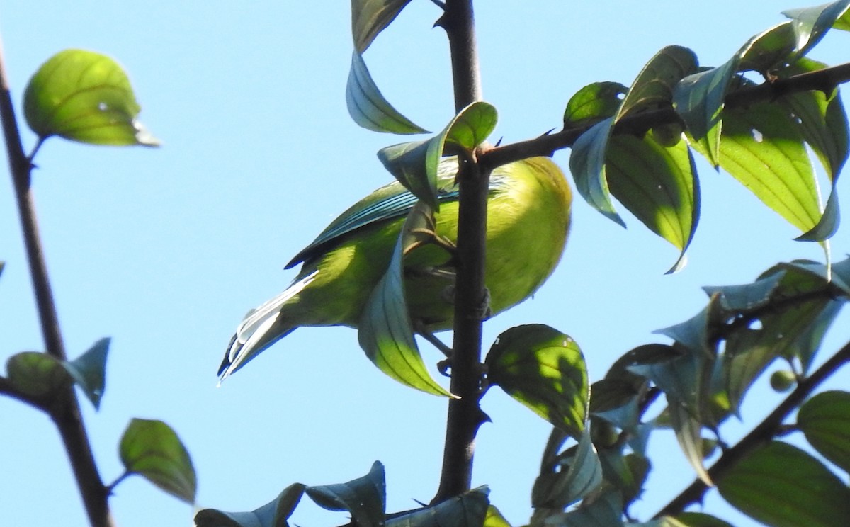 Blue-winged Leafbird - ML628227688