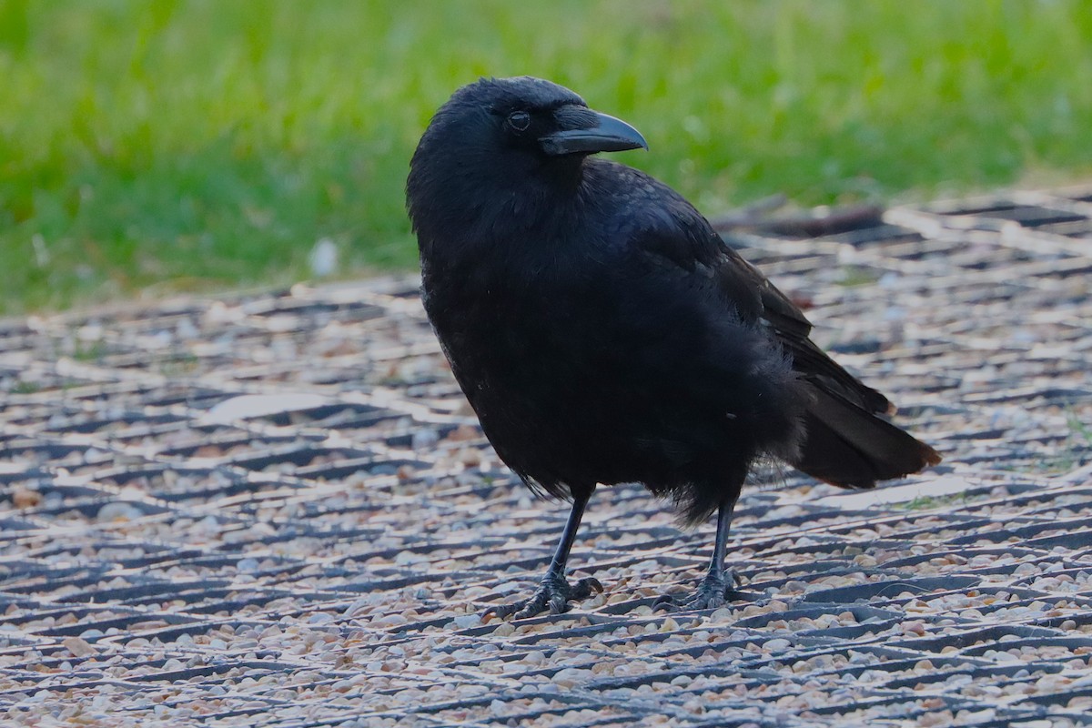 Carrion Crow - ML628227709