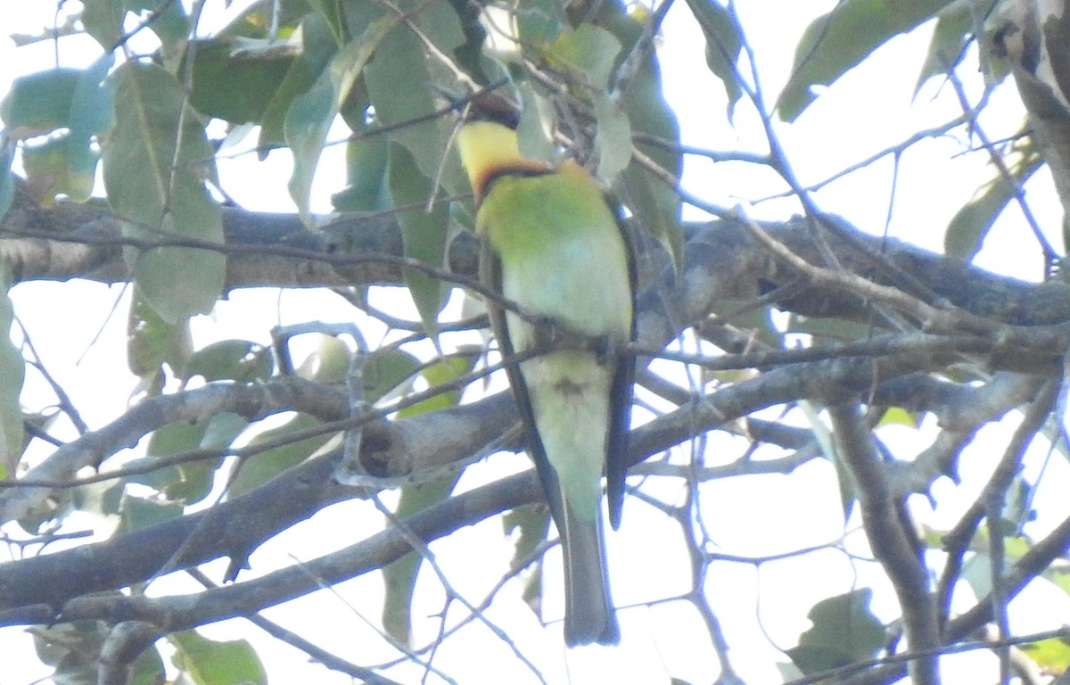 Chestnut-headed Bee-eater - ML628227737