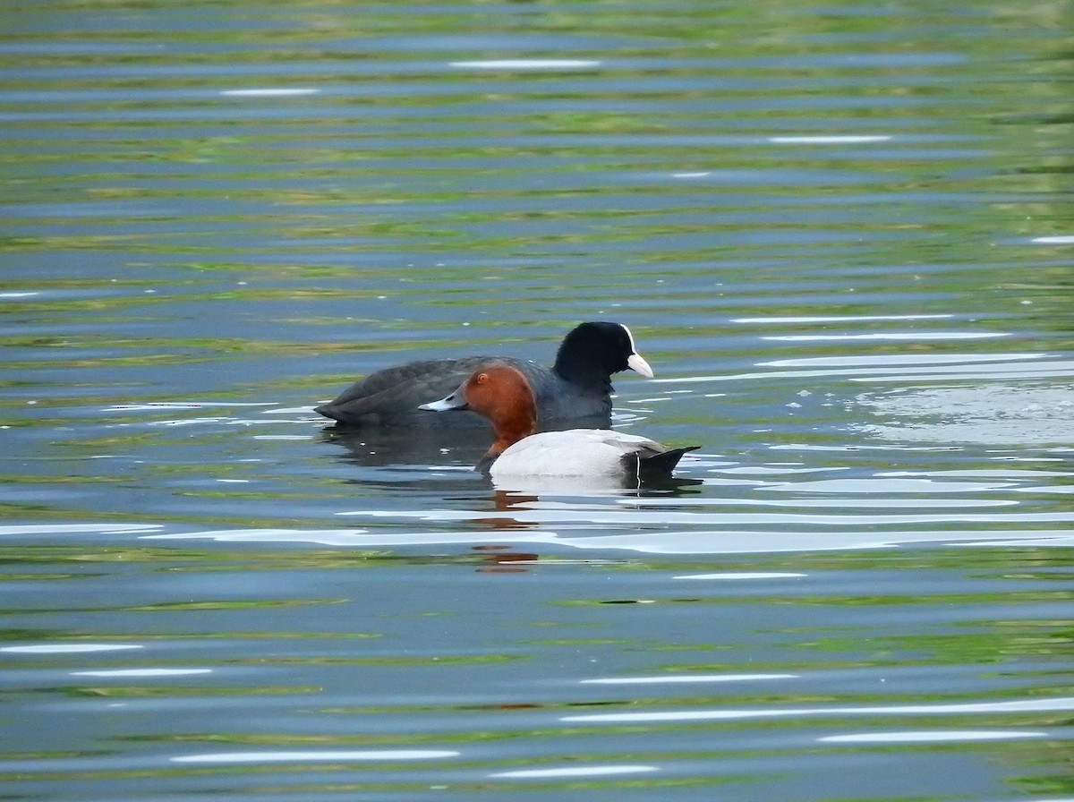 Common Pochard - ML628227771