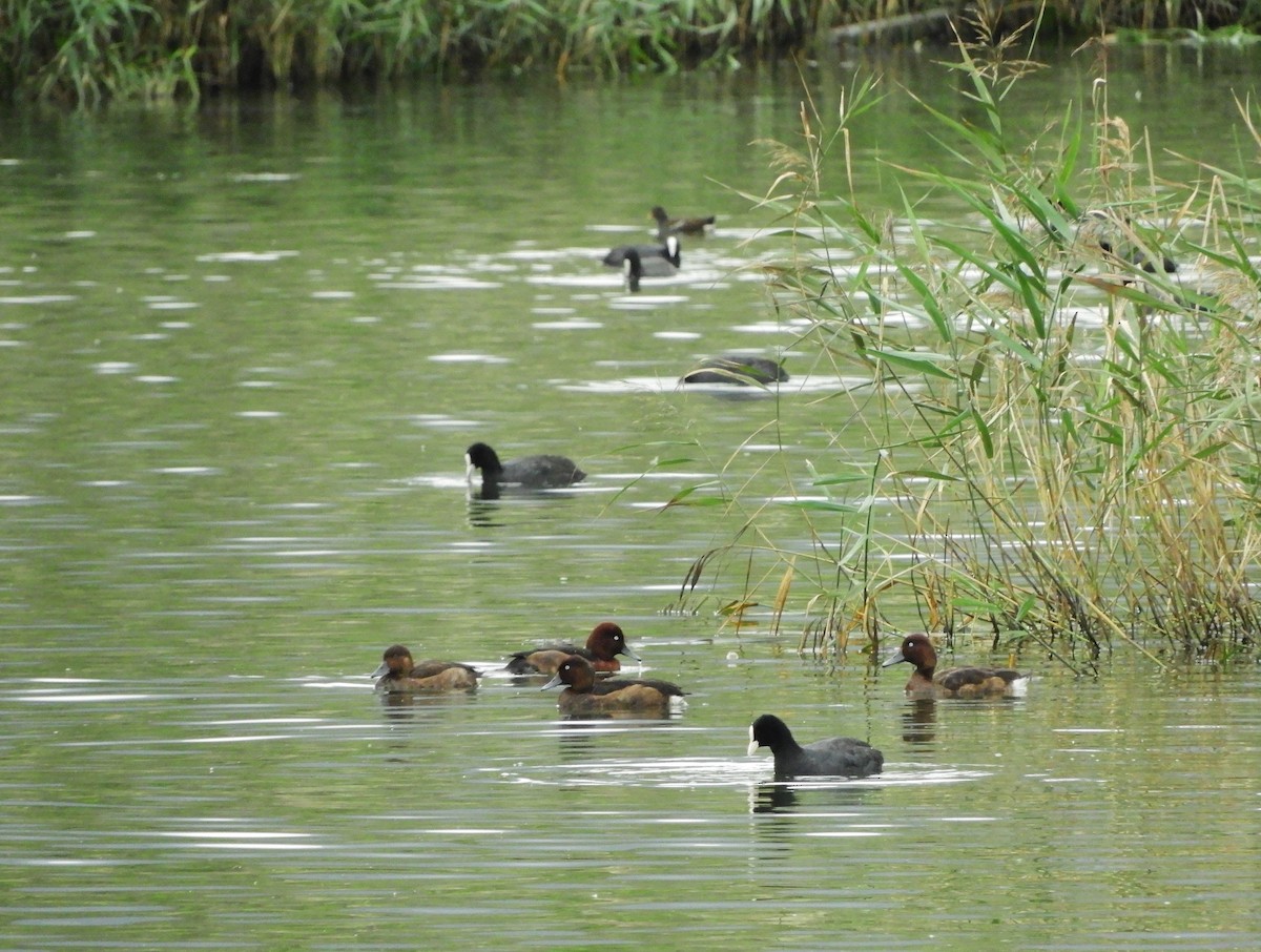 Ferruginous Duck - ML628227777