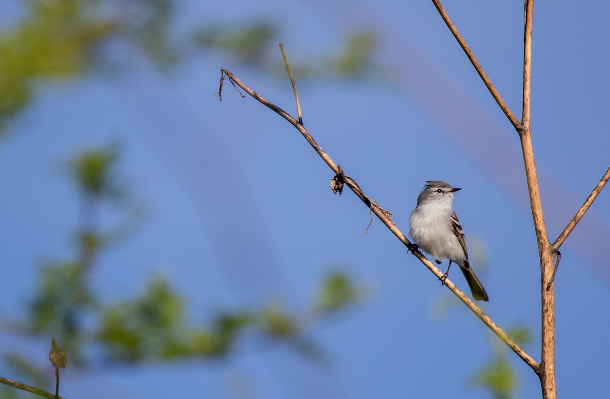 White-crested Tyrannulet (White-bellied) - ML628227846