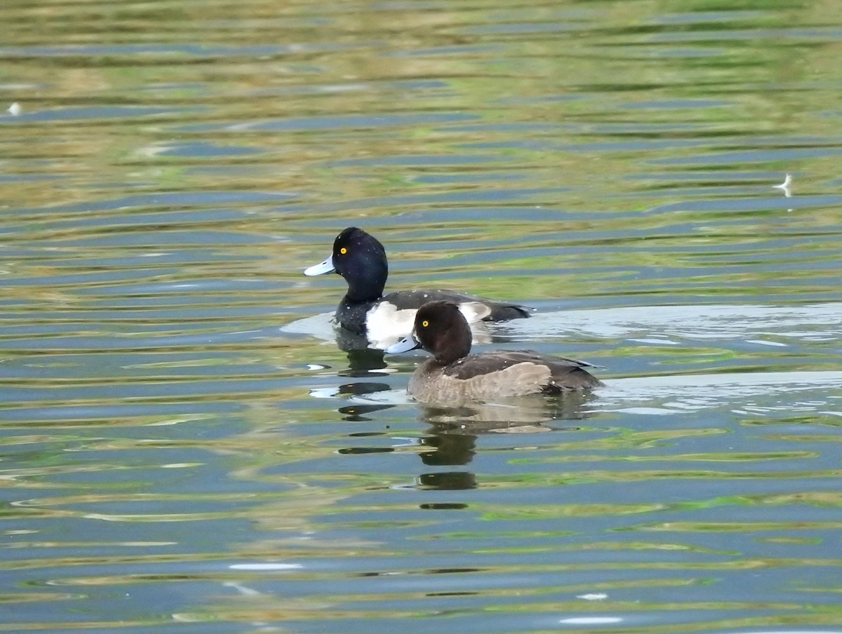 Greater Scaup - ML628227847
