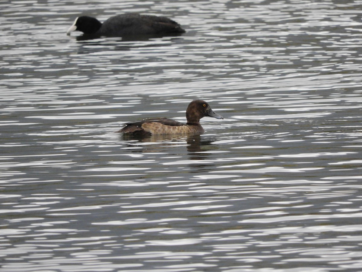 Greater Scaup - ML628227857