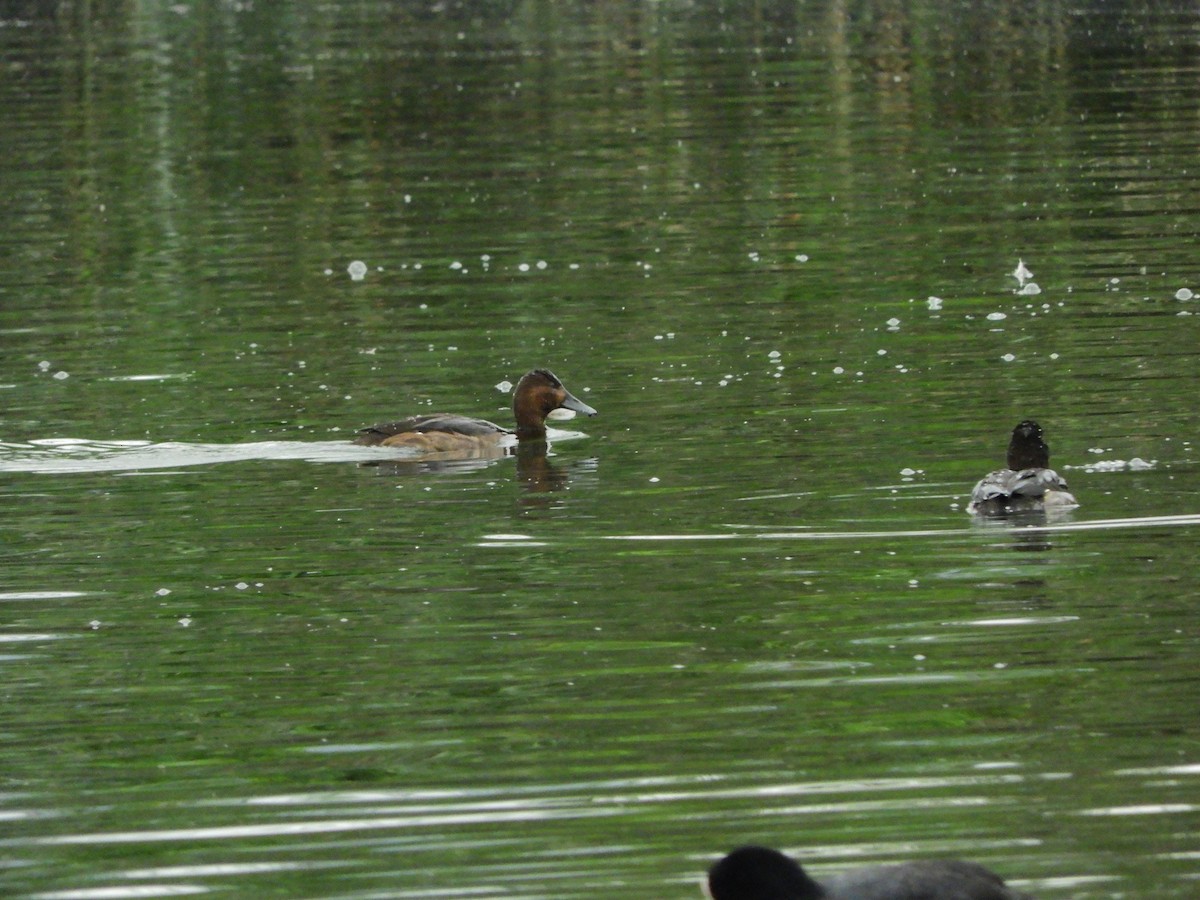 Aythya sp. - ML628227865