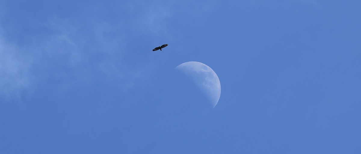 Short-tailed Hawk - ML628227881