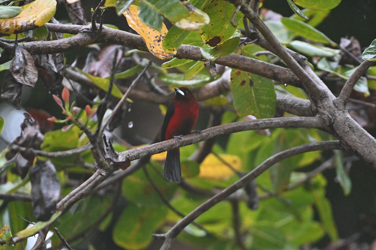 Crimson-backed Tanager - ML628227903