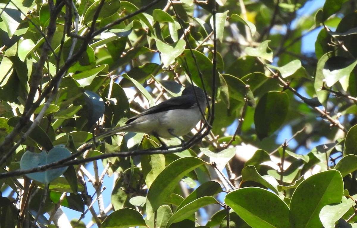 Ashy/Brown-rumped Minivet - ML628227912