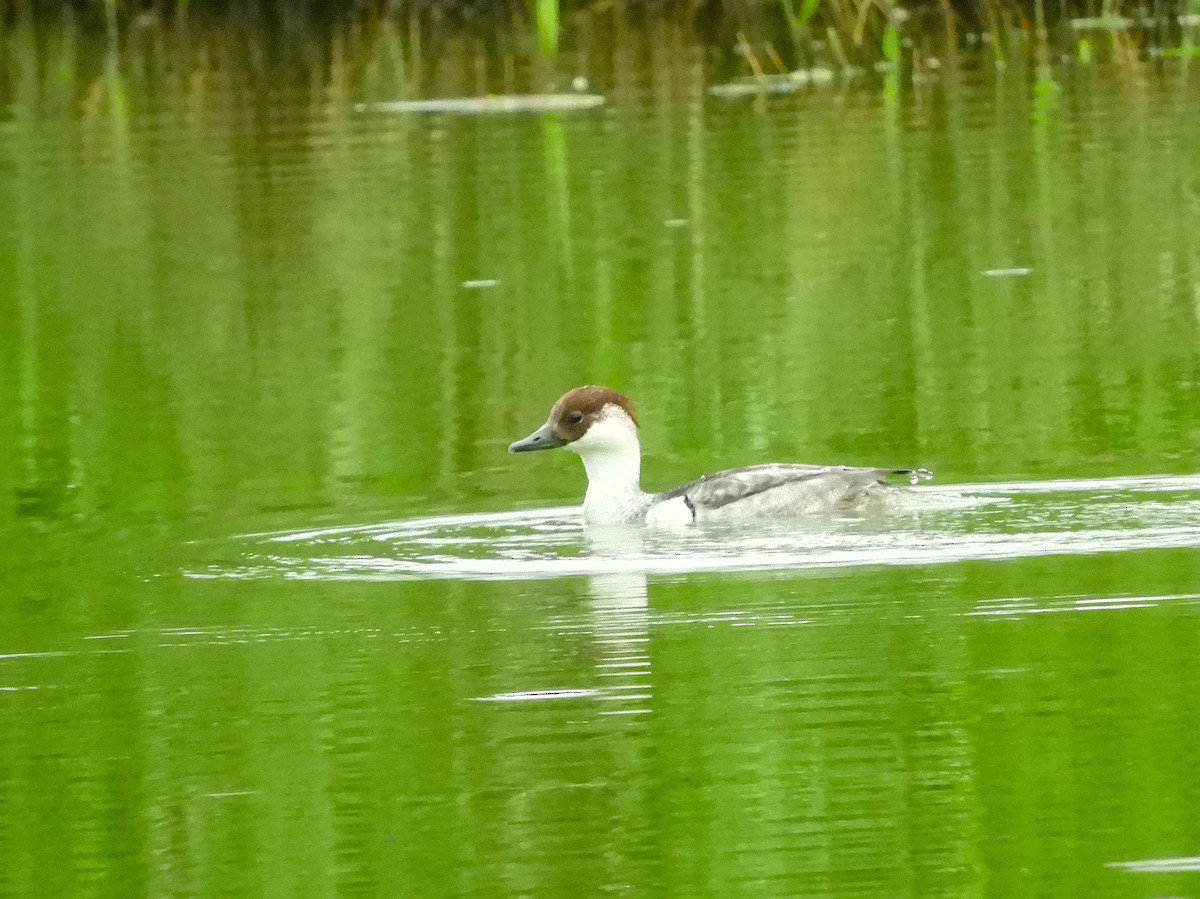 Smew - ML628227917
