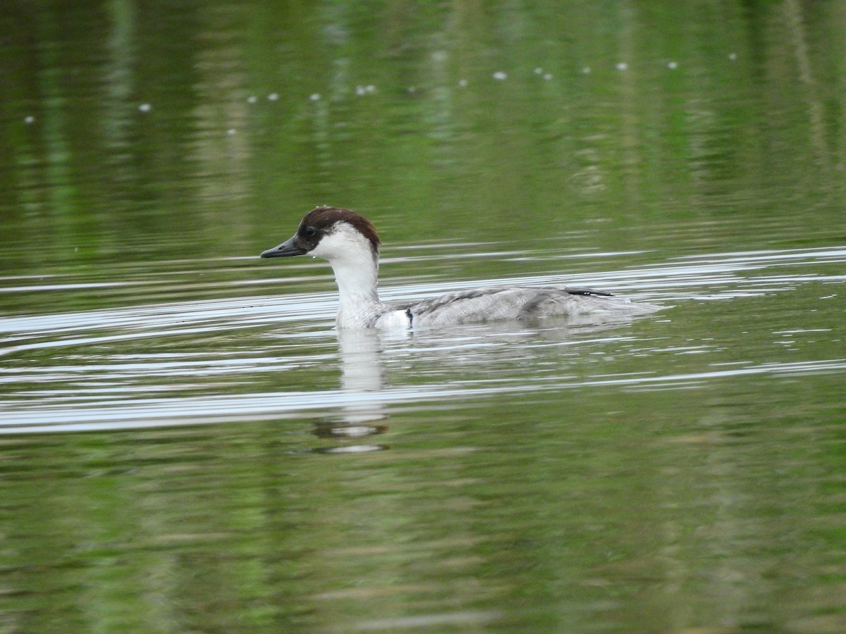 Smew - ML628227925