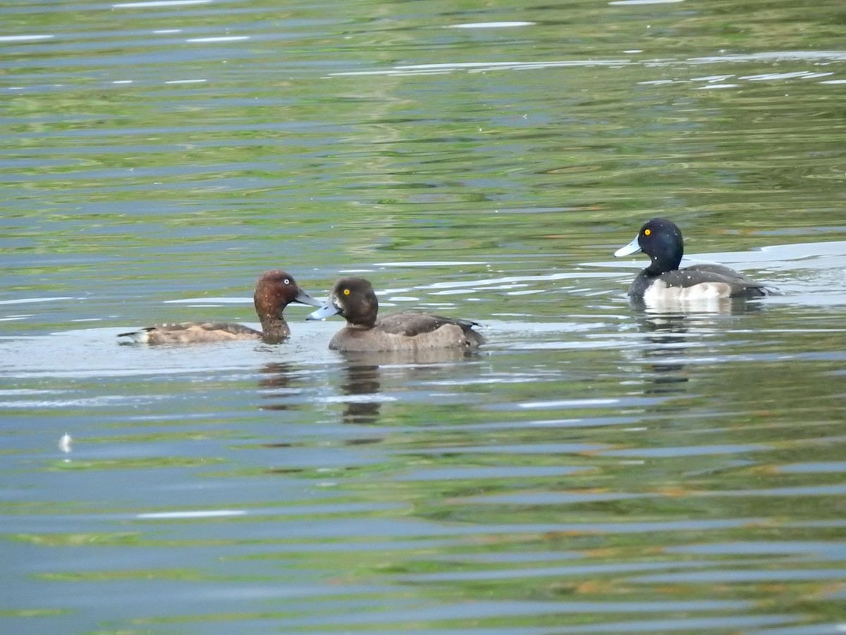 Greater Scaup - ML628227953