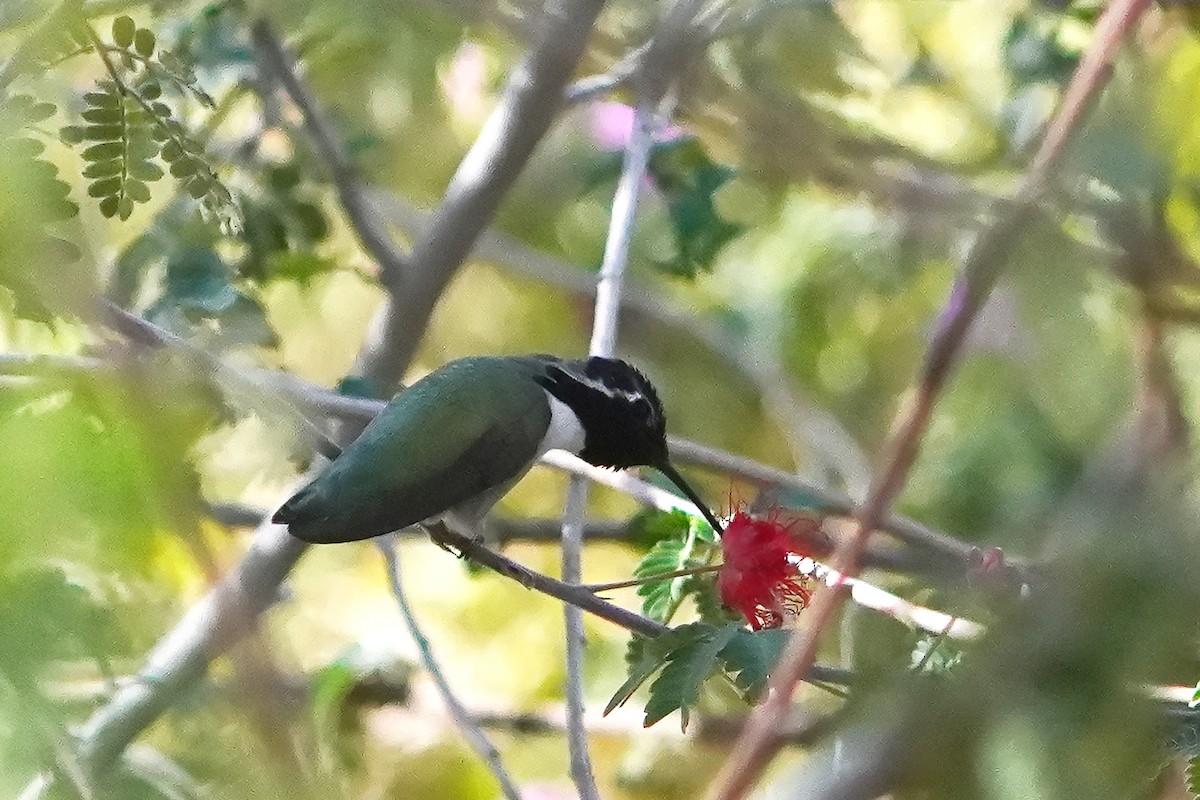 kalypta kalifornská - ML628227962