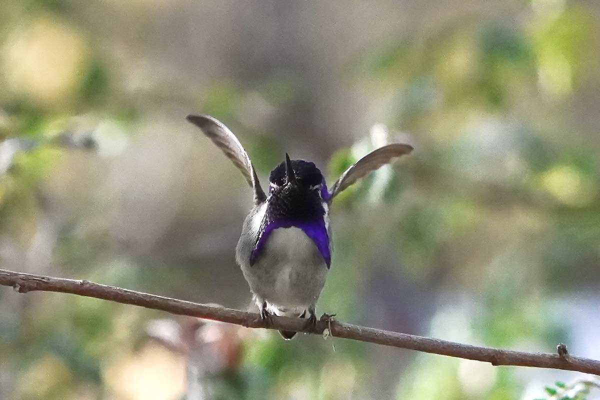 kalypta kalifornská - ML628227963