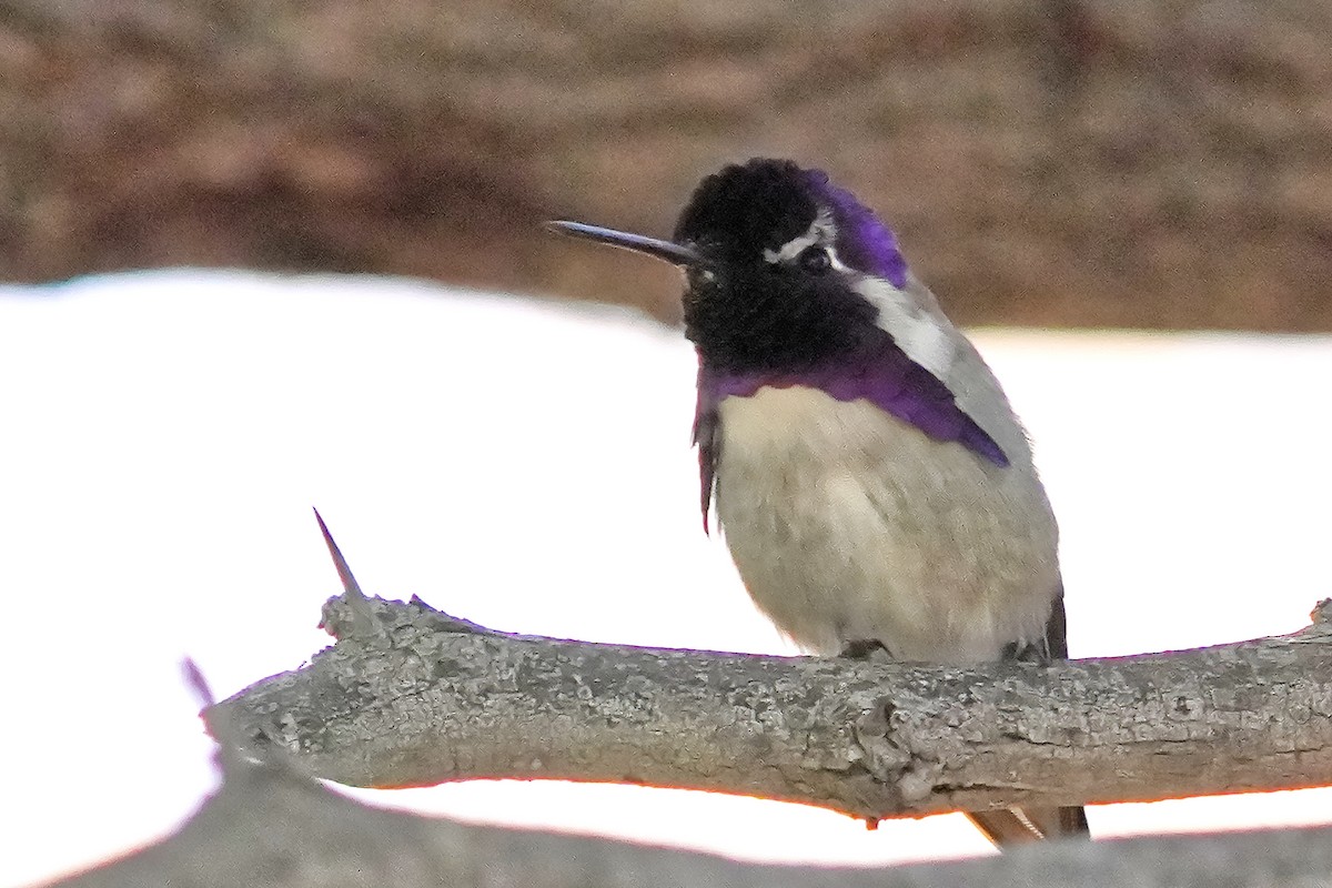 kalypta kalifornská - ML628227973