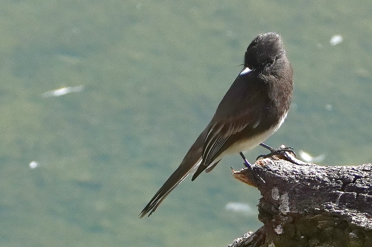 Black Phoebe - ML628227978