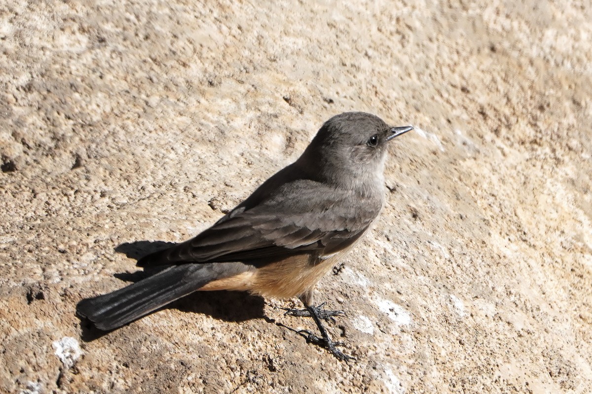 Say's Phoebe - ML628227985