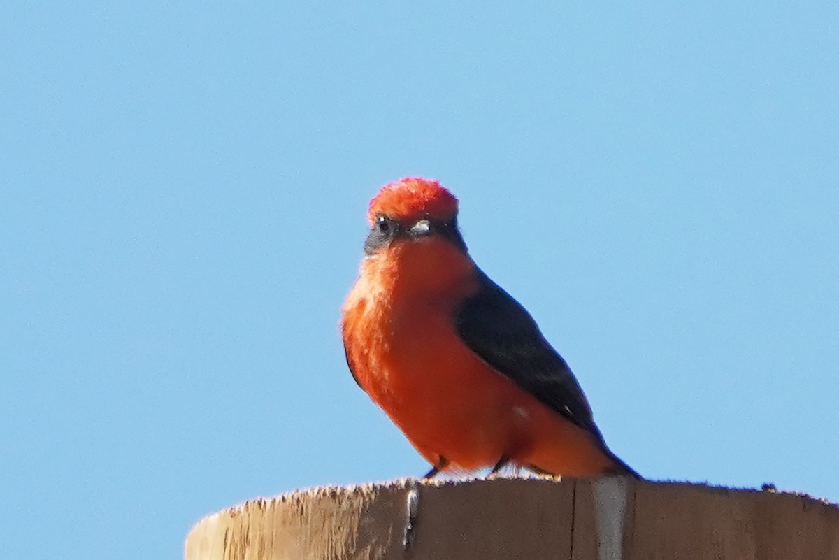 Vermilion Flycatcher - ML628227998