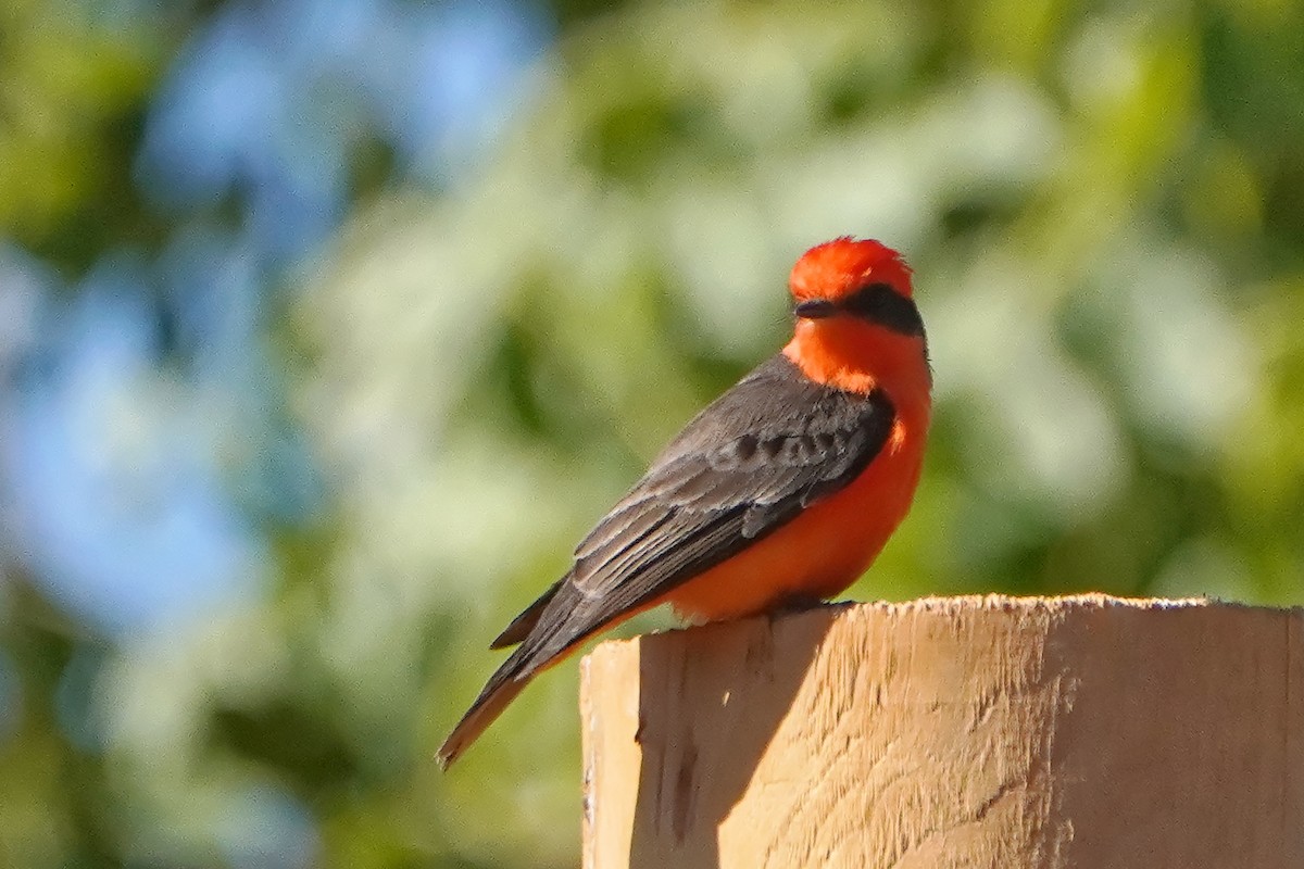 Vermilion Flycatcher - ML628228014