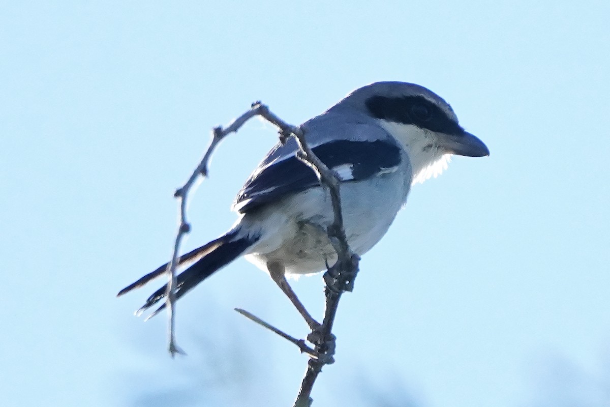 ťuhýk americký - ML628228028