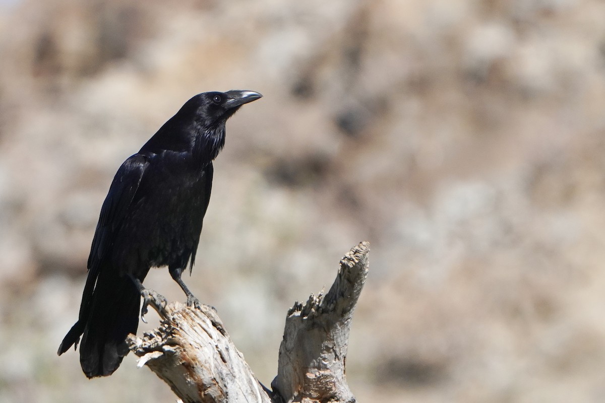 krkavec velký - ML628228039