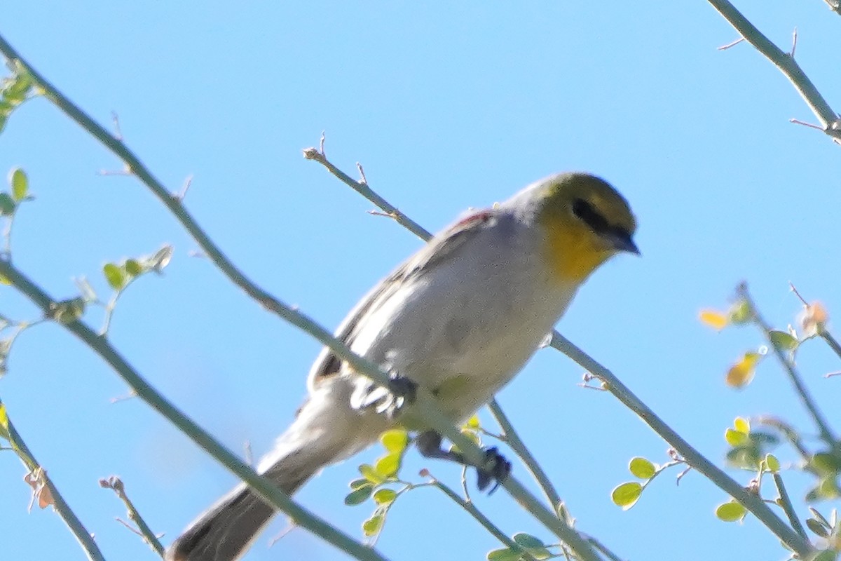 moudivláček žlutohlavý - ML628228047