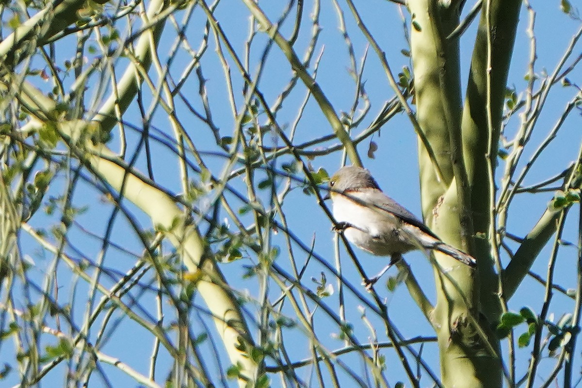 moudivláček žlutohlavý - ML628228061