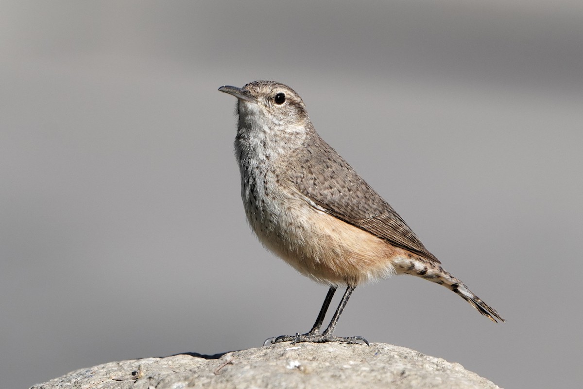 střízlík skalní - ML628228075