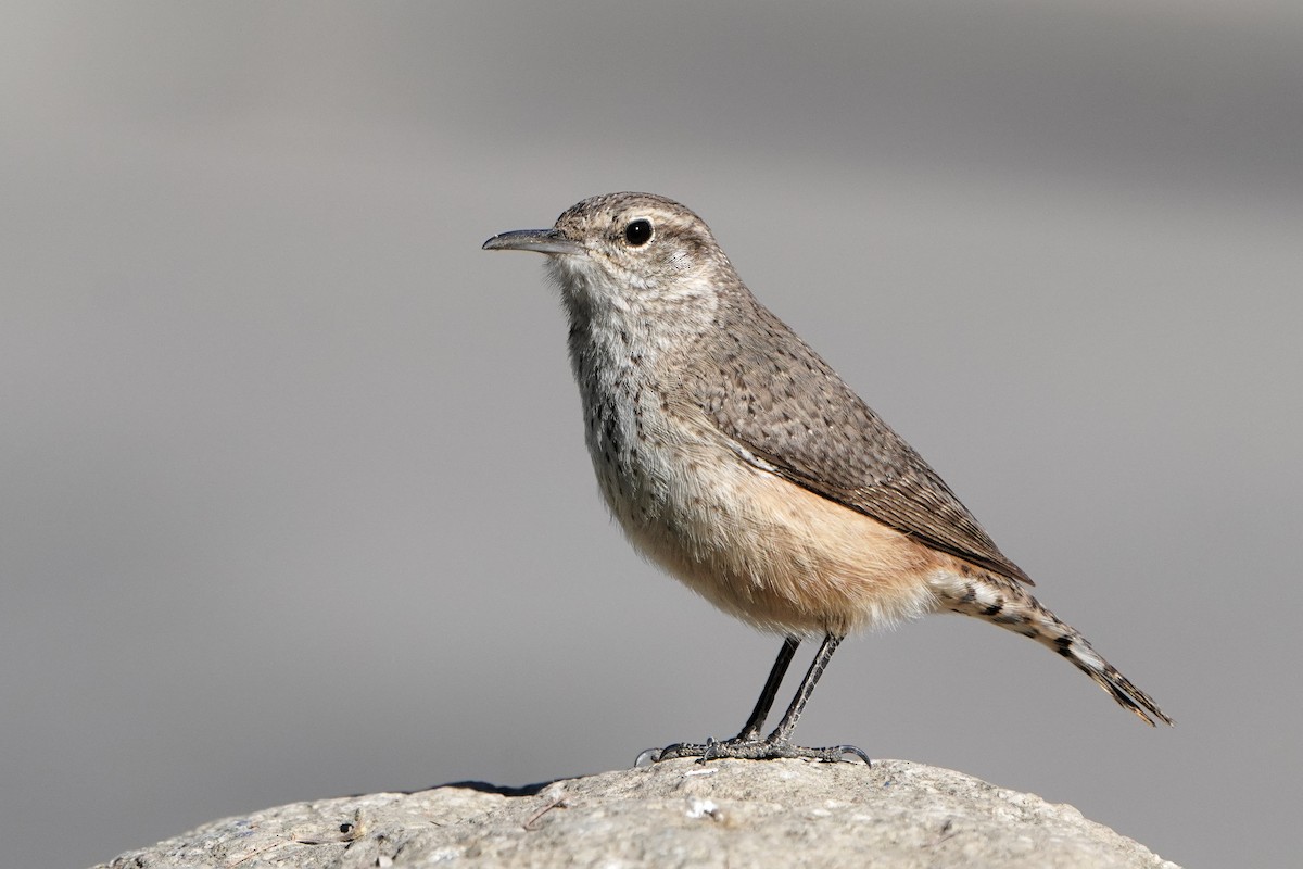 střízlík skalní - ML628228077