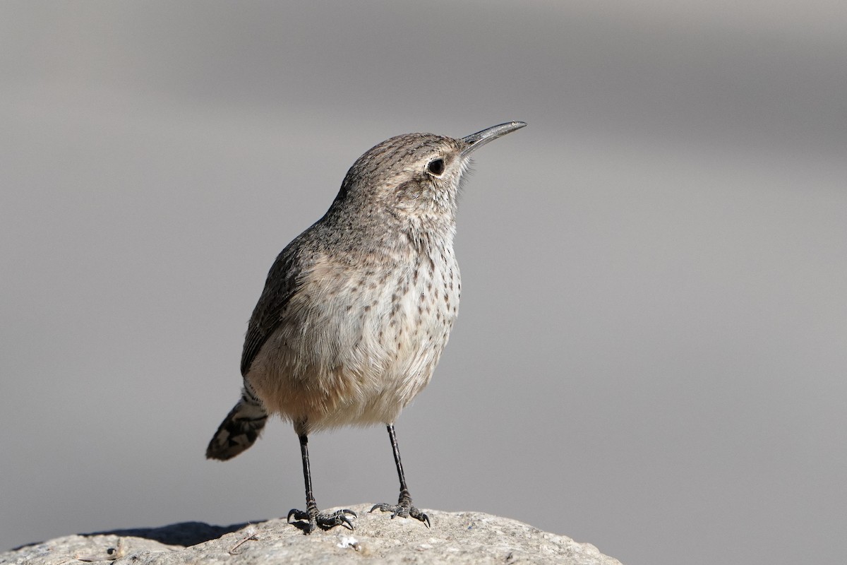 střízlík skalní - ML628228079