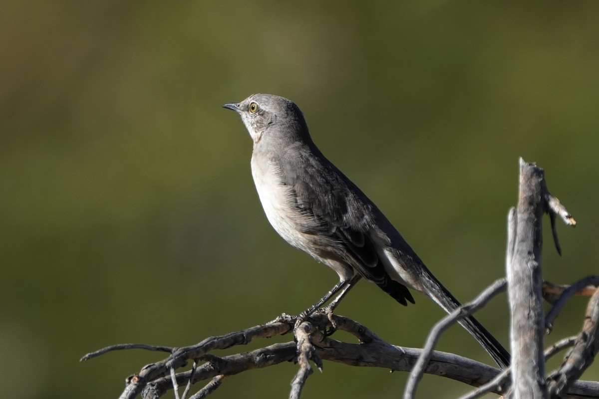 drozdec mnohohlasý - ML628228099