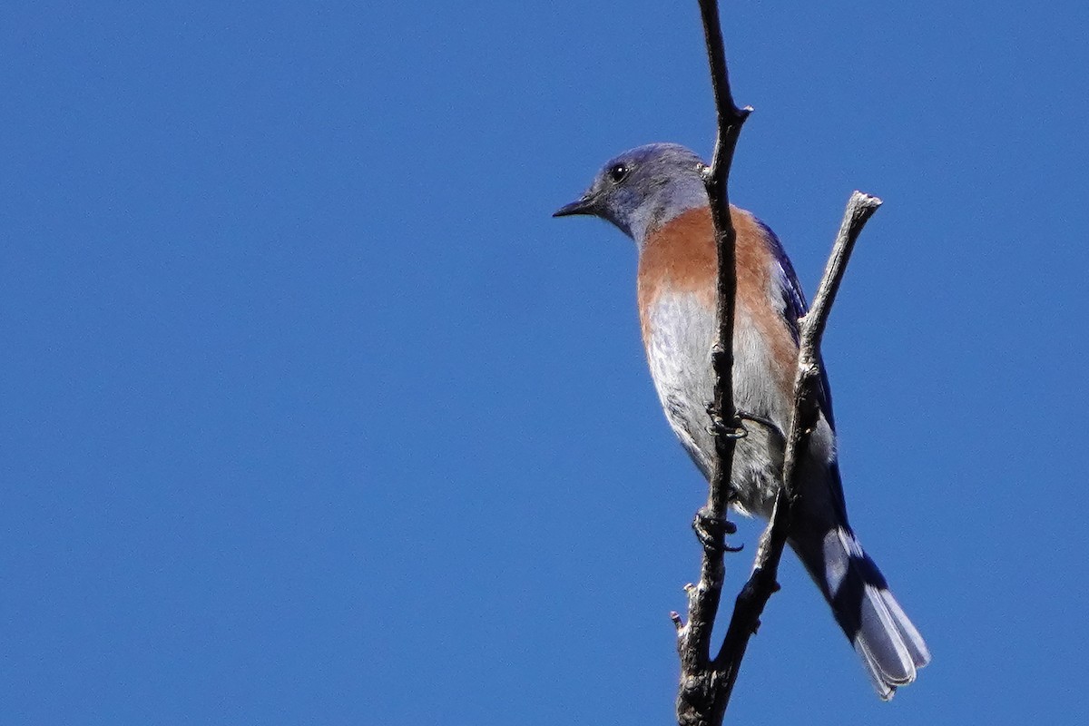 salašník západní - ML628228116