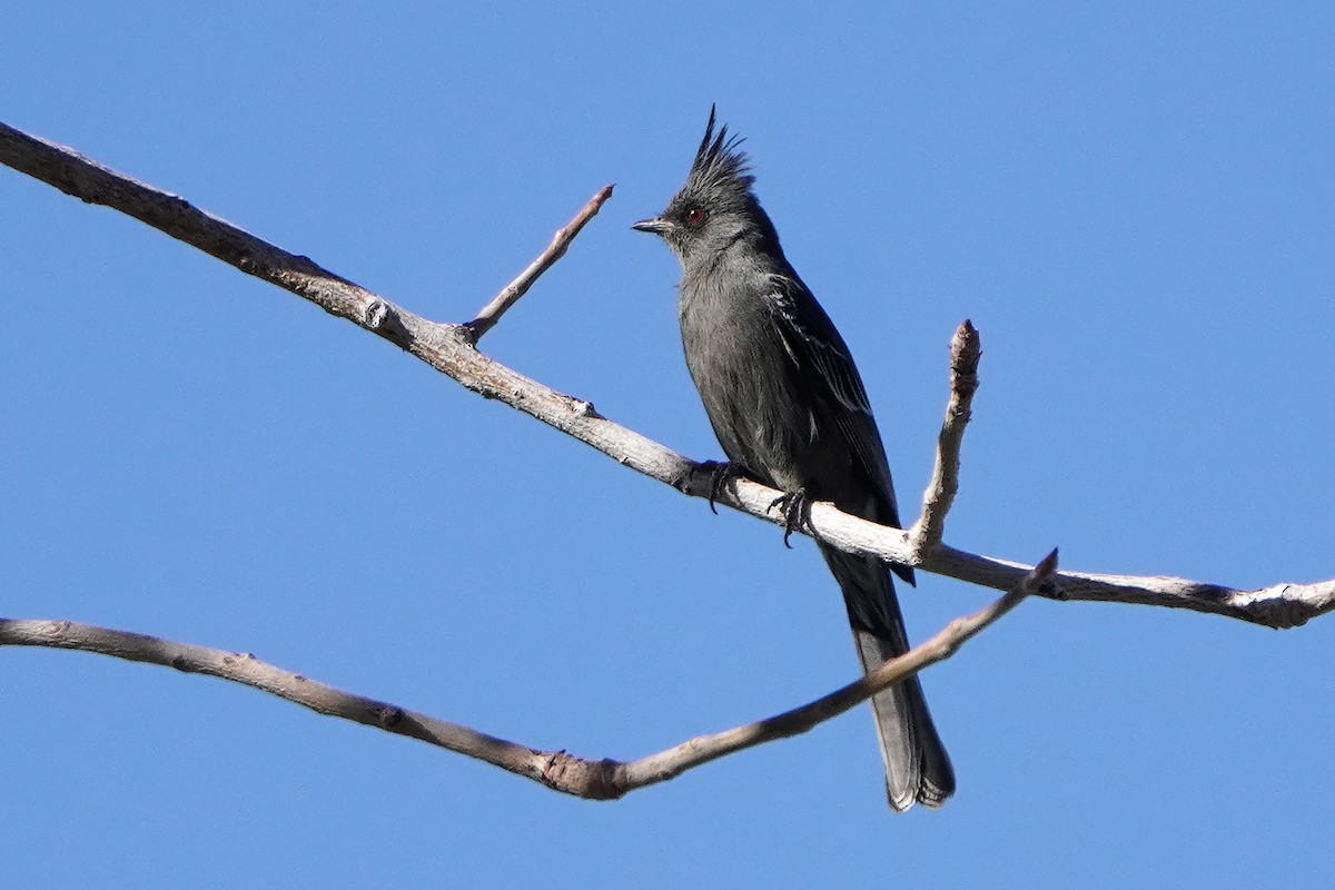 palmovník tmavý - ML628228121