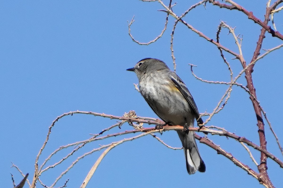 lesňáček žlutoskvrnný - ML628228142