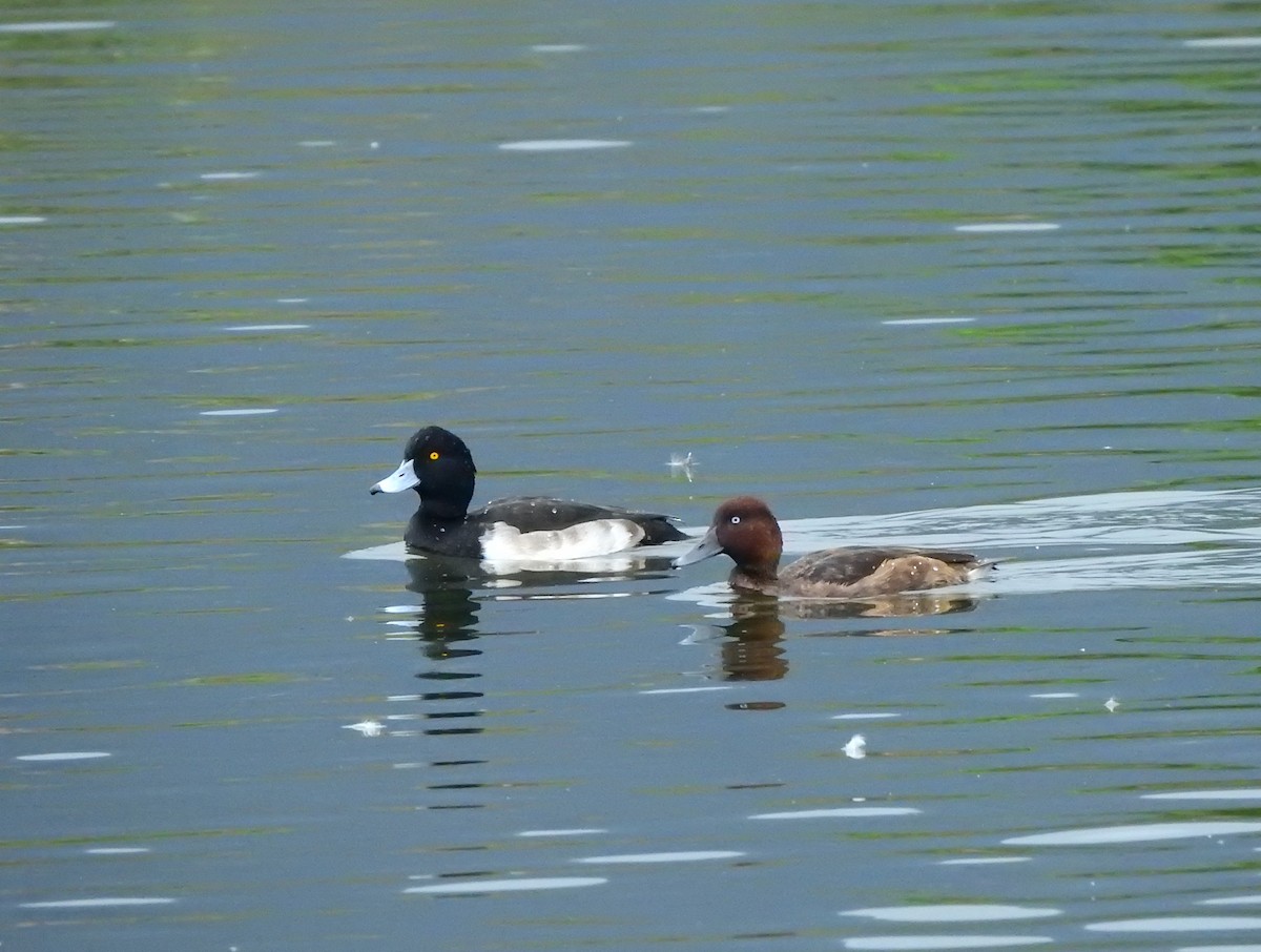 Ferruginous Duck - ML628228202