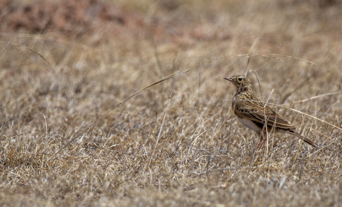 Puna Pipit - ML628228221