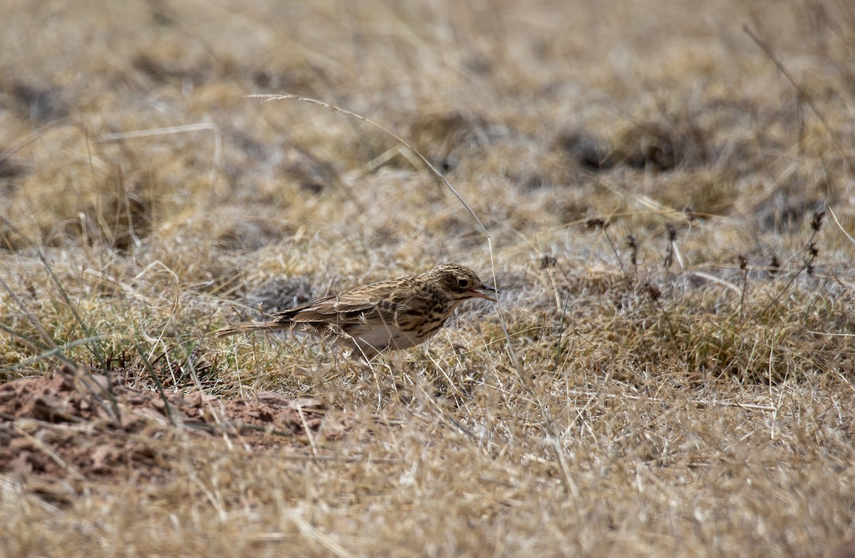 Puna Pipit - ML628228222