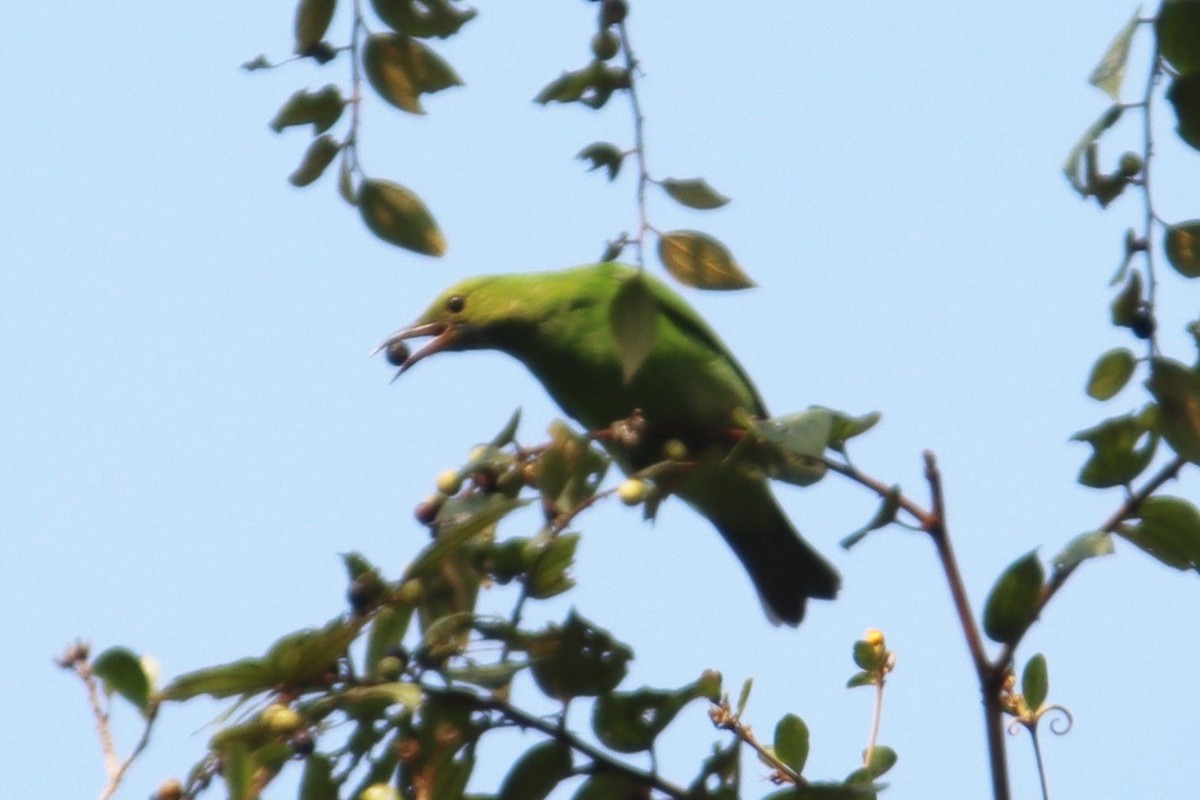 Golden-fronted Leafbird - ML628228594