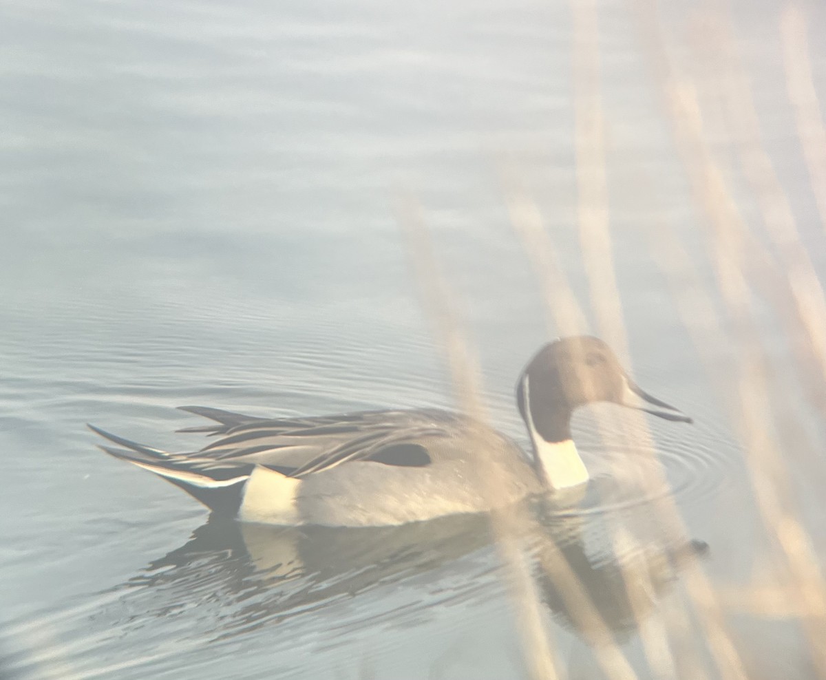 Northern Pintail - ML628228612