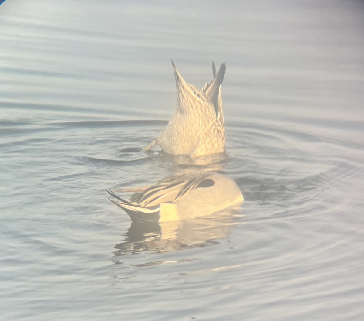 Northern Pintail - ML628228613